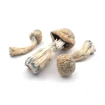 Albino Penis Envy