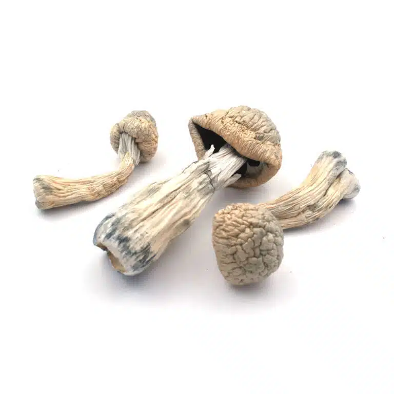 Albino Penis Envy
