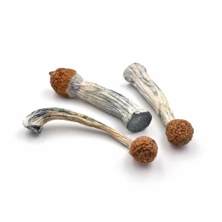 Penis Envy Mushroom